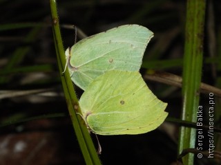 Gonepteryx rhamni