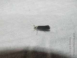 Ypsolopha vittella