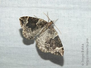 Eulithis prunata