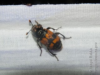 Nicrophorus vespillo