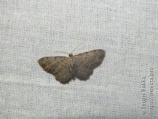 Pasiphila rectangulata