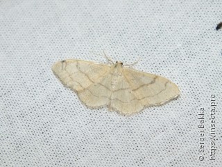 Idaea aversata