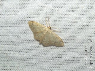 Idaea biselata