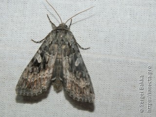 Eurois occulta