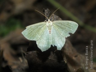 Hemithea aestivaria