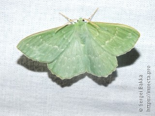 Geometra papilionaria