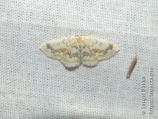 Cyclophora annularia