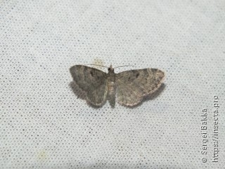 Pasiphila rectangulata