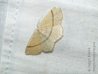 Cyclophora punctaria