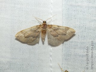 Pelurga comitata