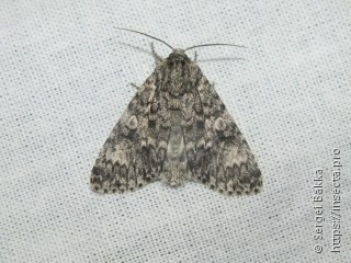 Acronicta megacephala