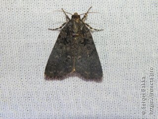 Acronicta rumicis