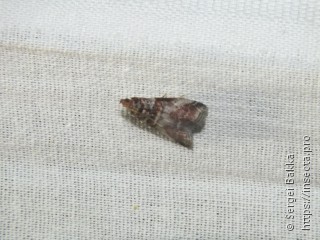 Acrobasis advenella