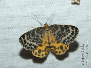 Arichanna melanaria