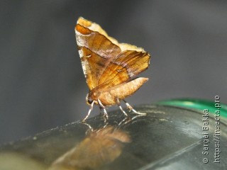 Selenia tetralunaria