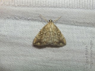 Evergestis pallidata