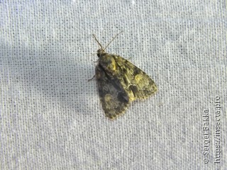 Acronicta strigosa