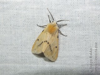 Spilosoma lutea