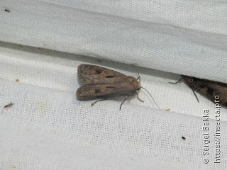 Agrotis exclamationis