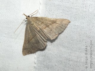 Hypena proboscidalis