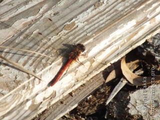 Sympetrum vulgatum