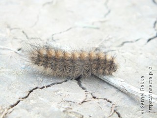 Spilosoma urticae