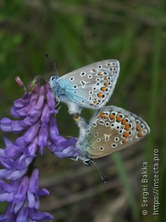 Polyommatus icarus