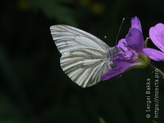 Pieris napi