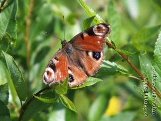 Aglais io