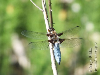 Libellula depressa