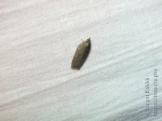 Acleris lipsiana