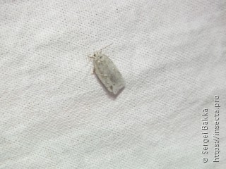 Acleris logiana