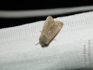 Orthosia cruda