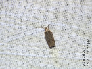 Agonopterix ciliella