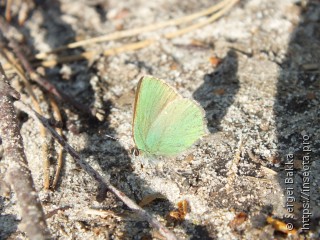 Callophrys rubi