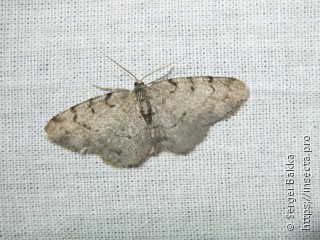 Aethalura punctulata