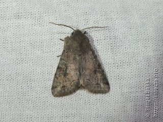 Orthosia incerta