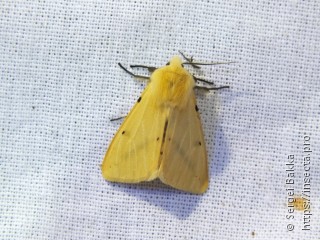 Spilosoma lutea