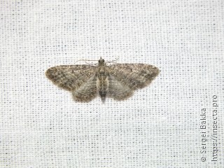 Eupithecia subfuscata