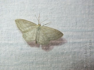 Scopula ternata