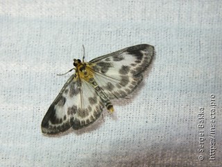 Anania hortulata