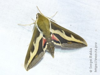 Hyles gallii