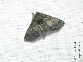 Gluphisia crenata