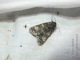 Acronicta megacephala