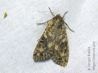 Eurois occulta