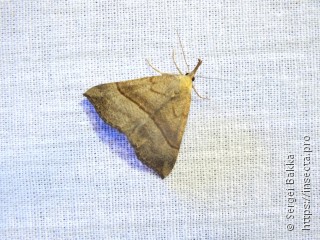 Hypena proboscidalis