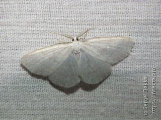 Cabera pusaria