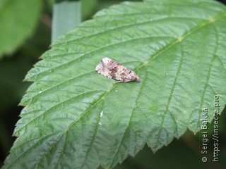 Celypha lacunana