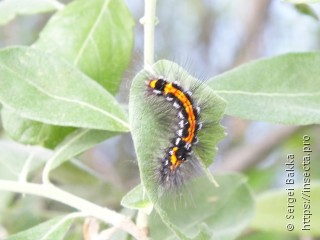 Euproctis similis