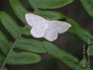 Scopula ternata